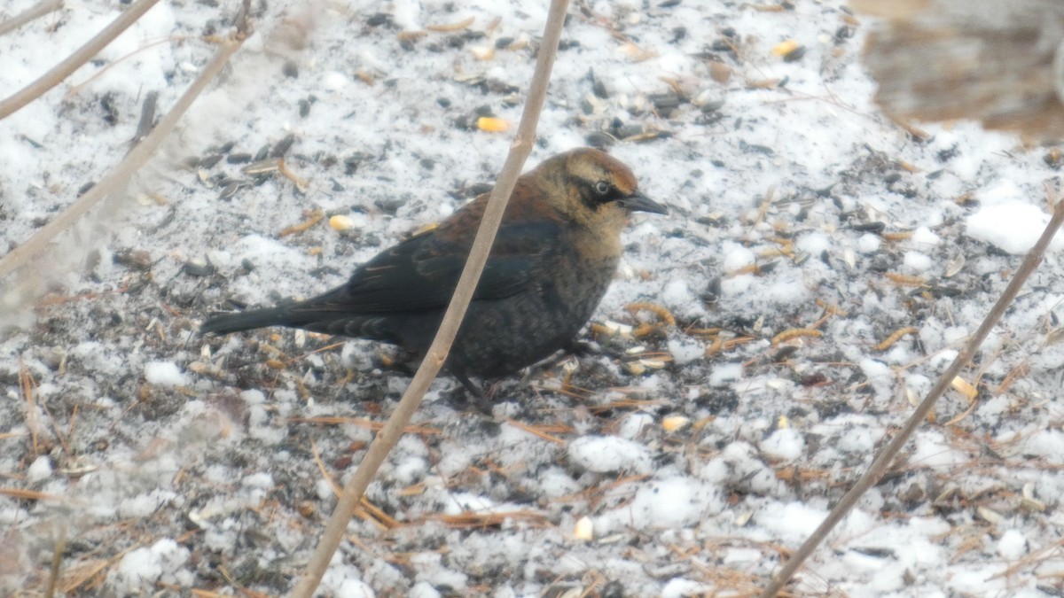 Rusty Blackbird - ML646742211