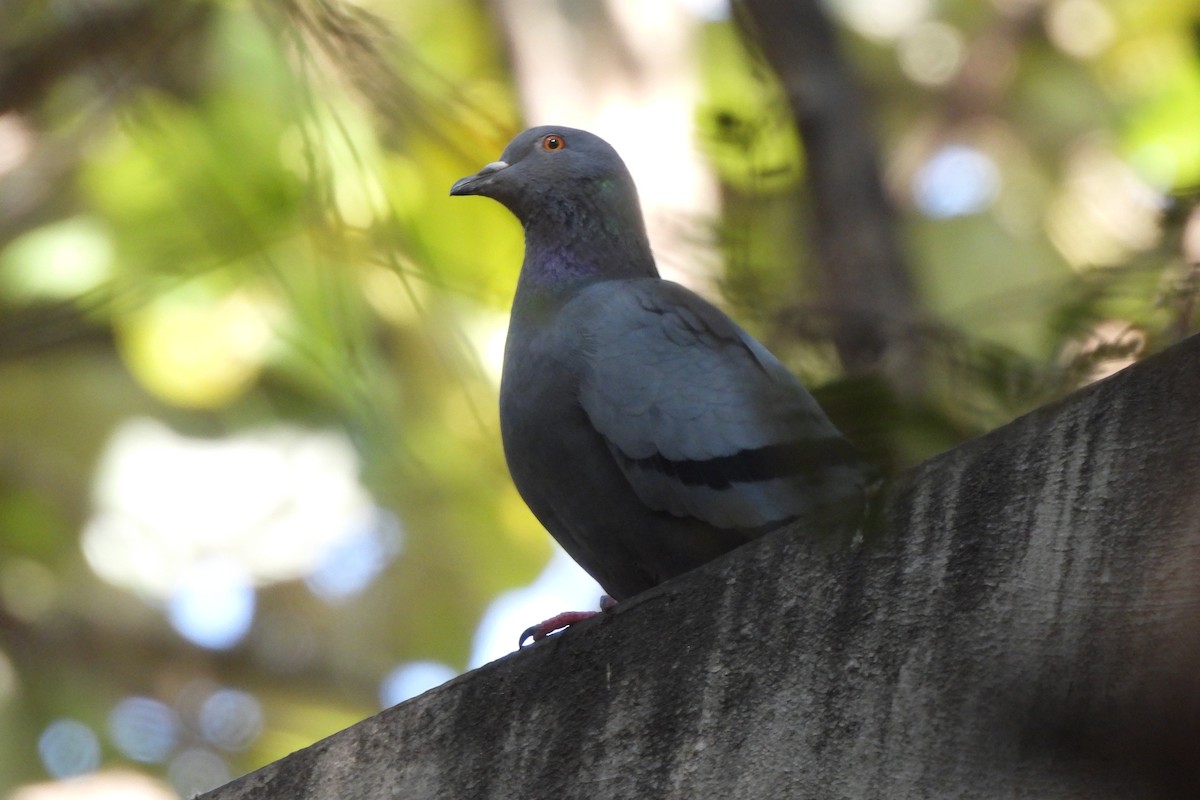 Rock Pigeon (Feral Pigeon) - ML646742212