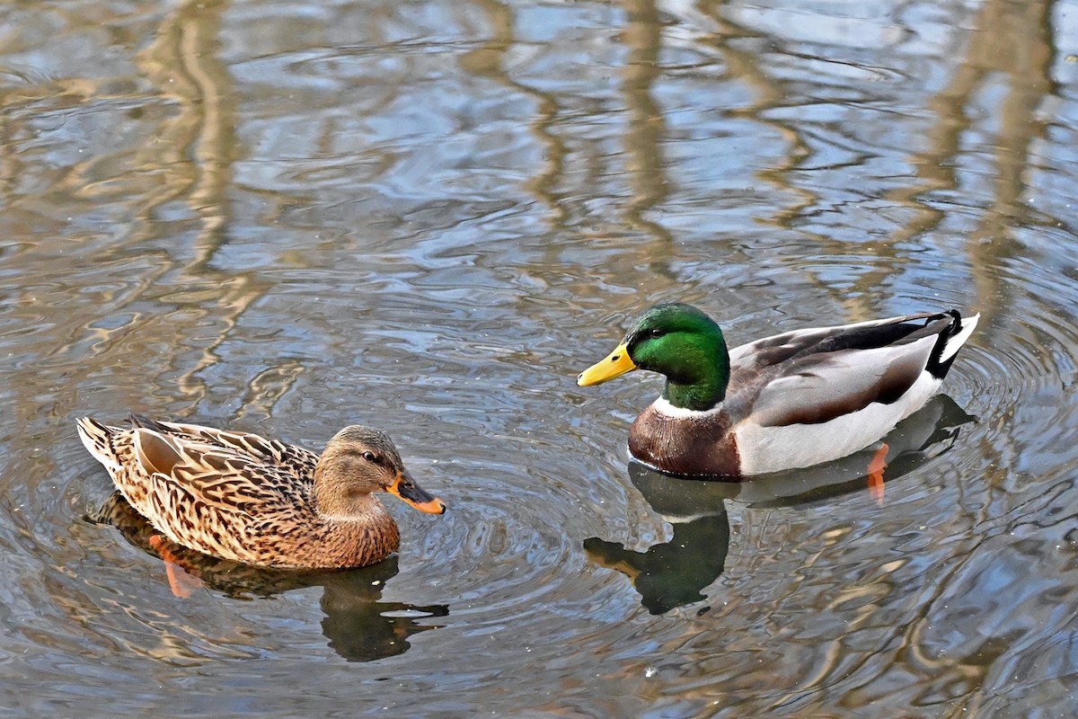 Germano reale - ML646742213