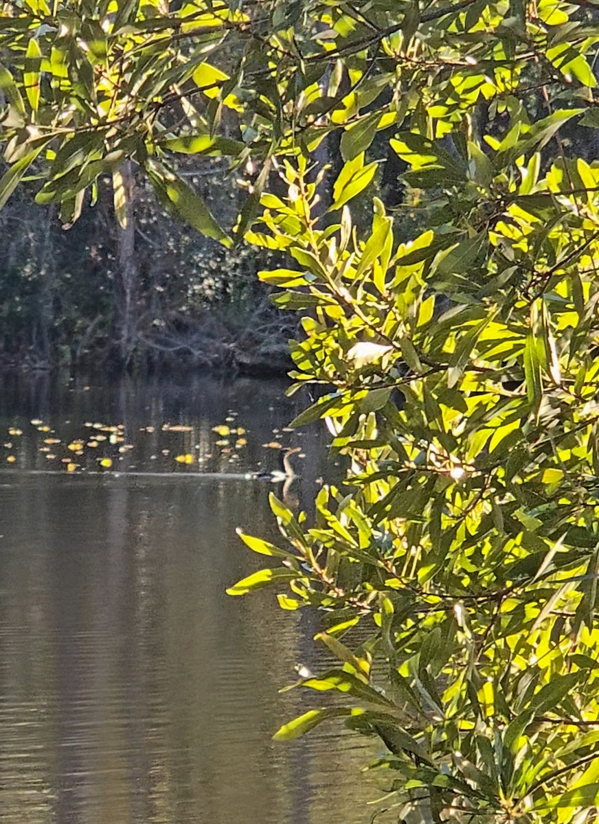 Ушастый баклан - ML646742214