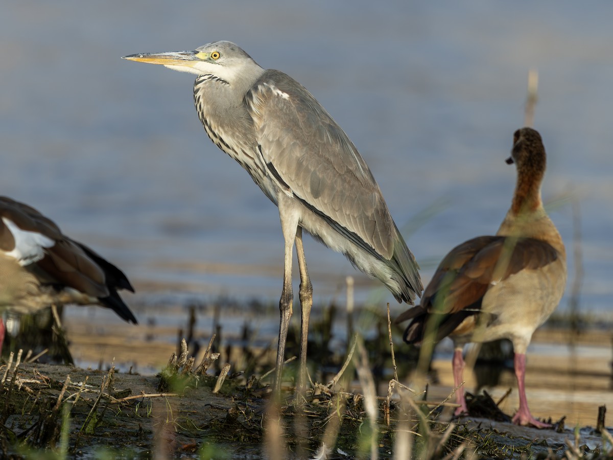 Gray Heron - ML646742215