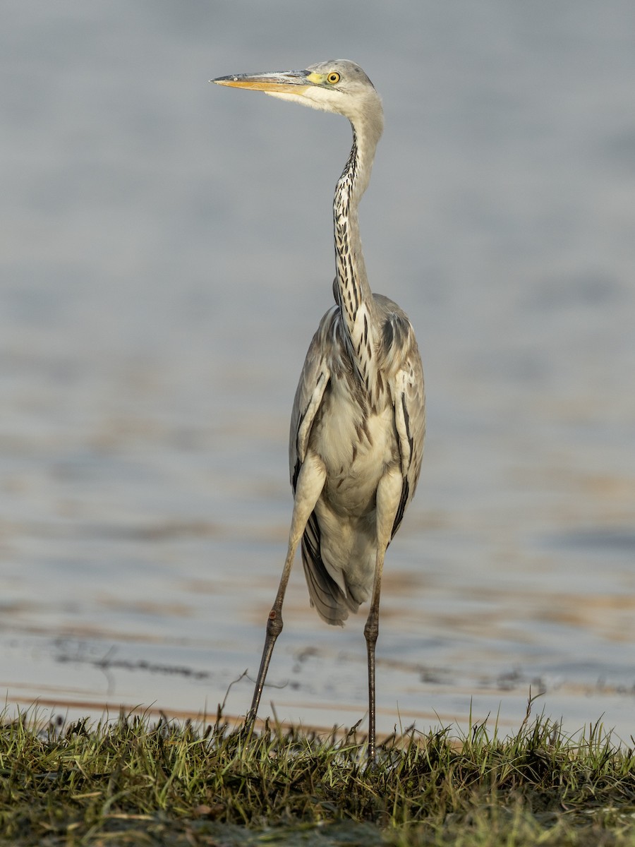 Gray Heron - ML646742216