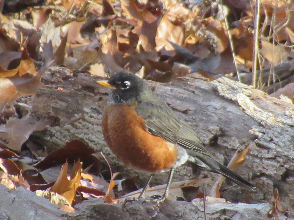 Merle d'Amérique - ML646742219