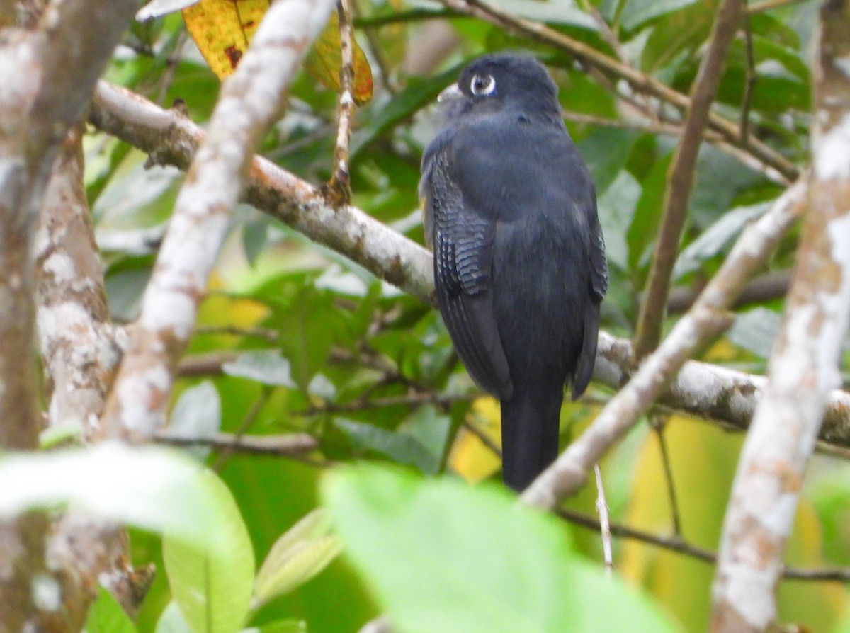 Guianan Violaceous Trogon - ML646742220