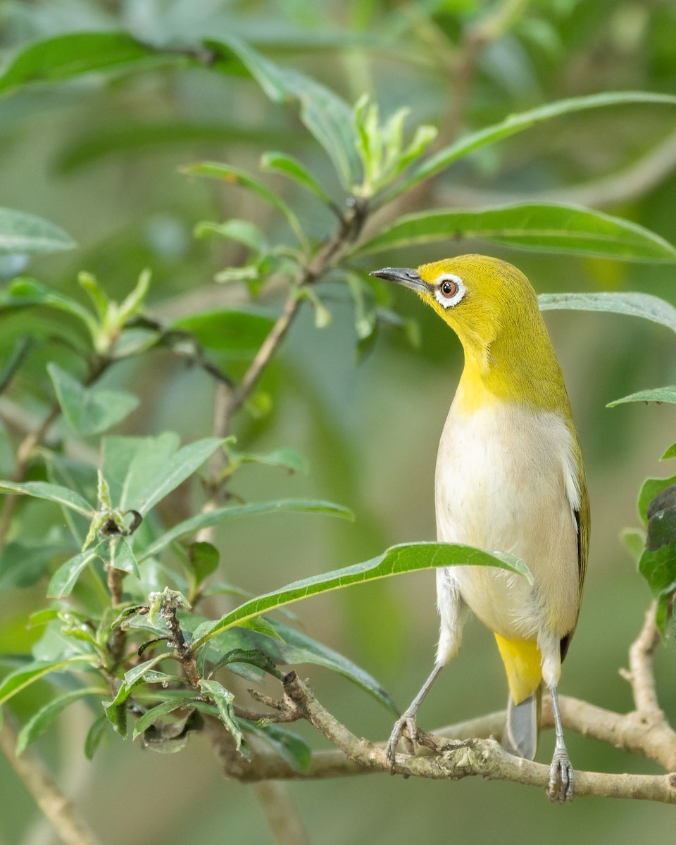 Swinhoe's White-eye - ML646742221