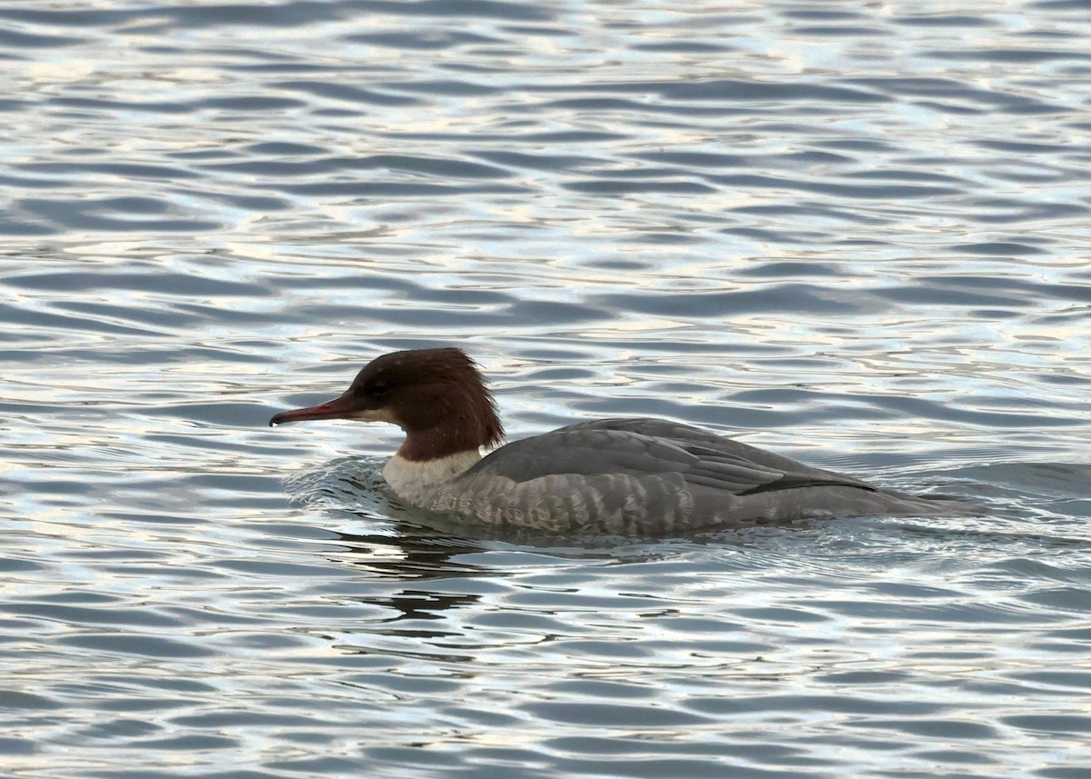 Serreta Grande - ML646742222