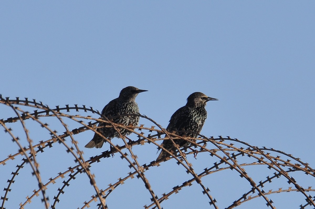 Обыкновенный скворец - ML646742225