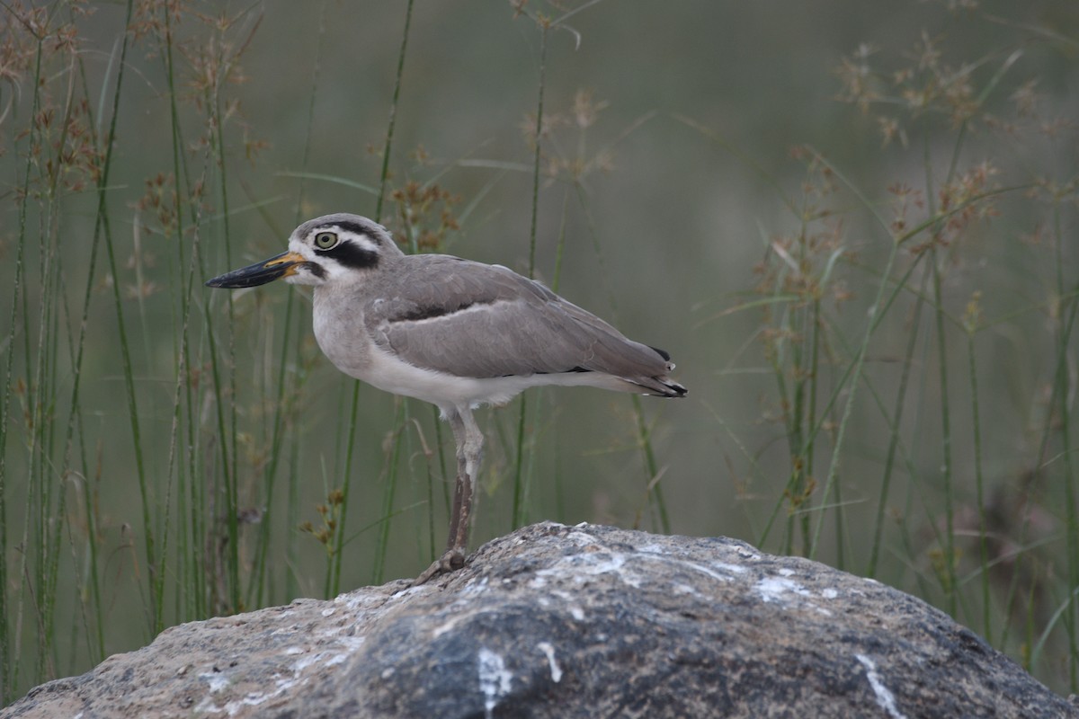 Great Thick-knee - ML646742227