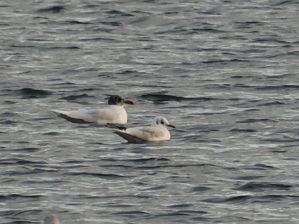 ニシズグロカモメ - ML646742229