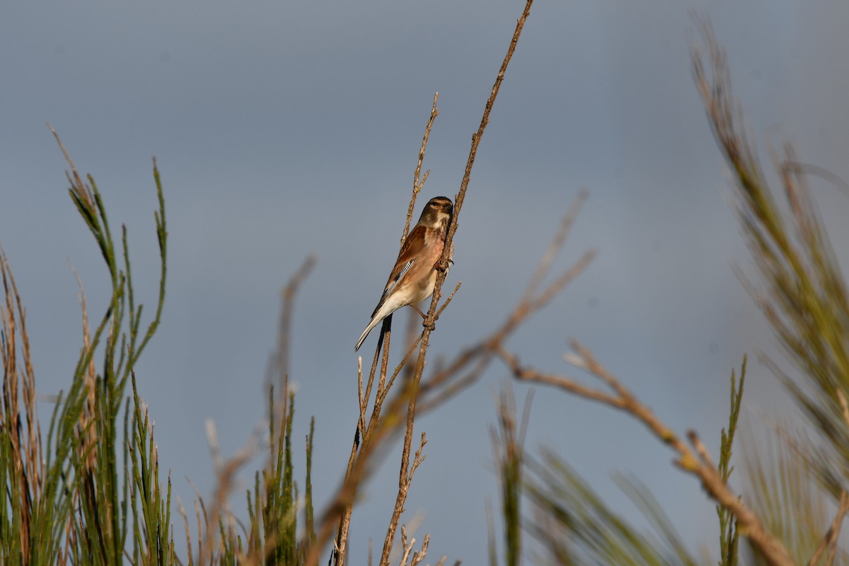 Eurasian Linnet - ML646742231