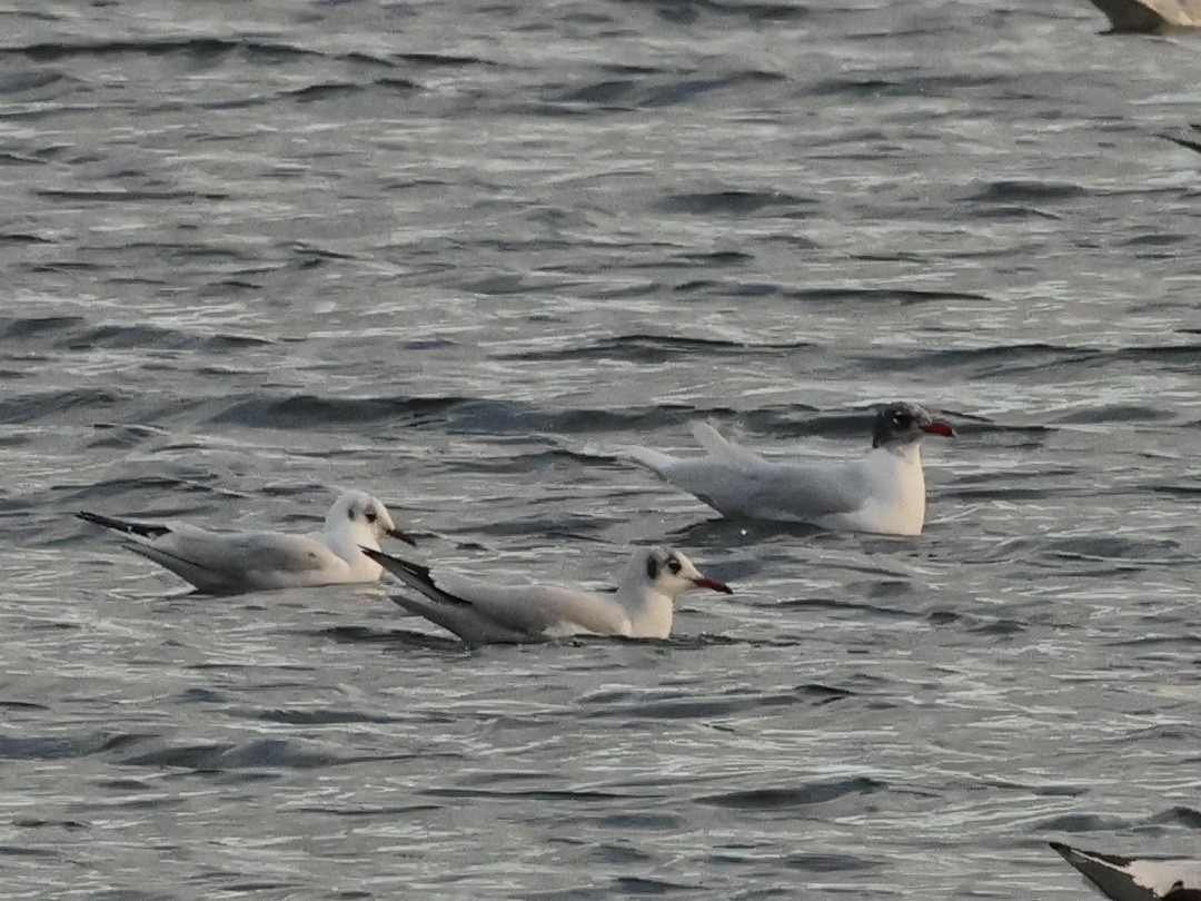 ニシズグロカモメ - ML646742232