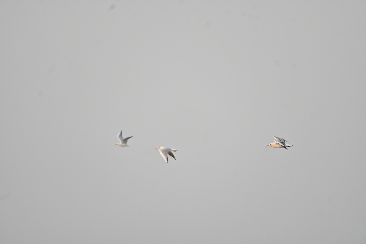 Black-headed Gull - ML646742234