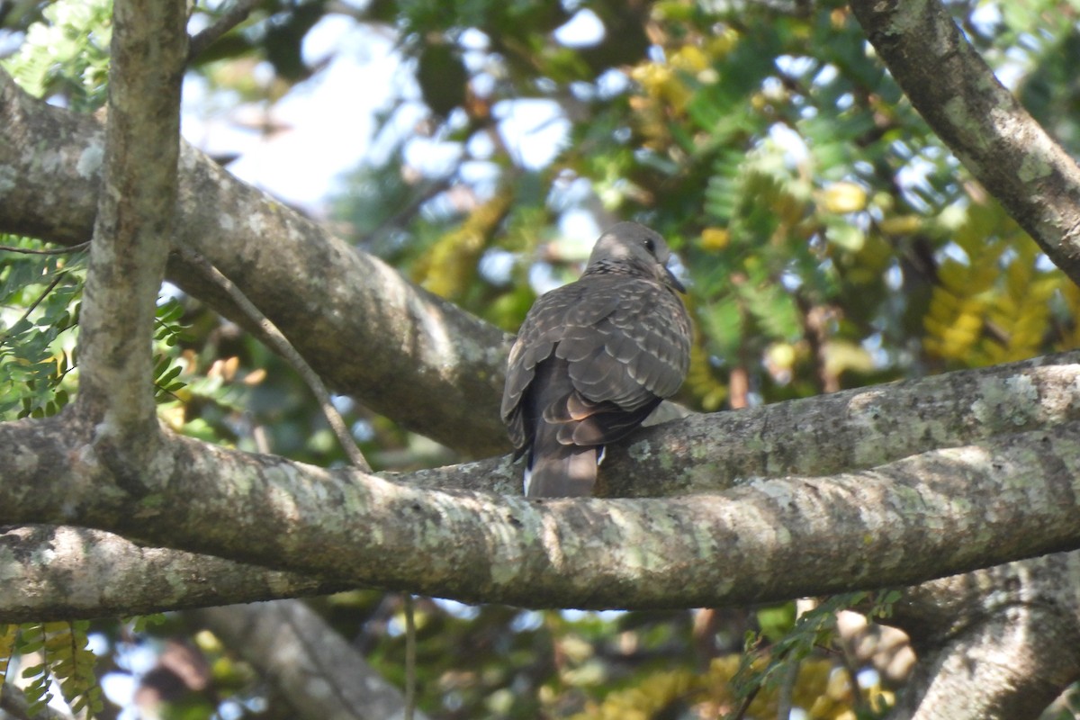 Spotted Dove - ML646742235