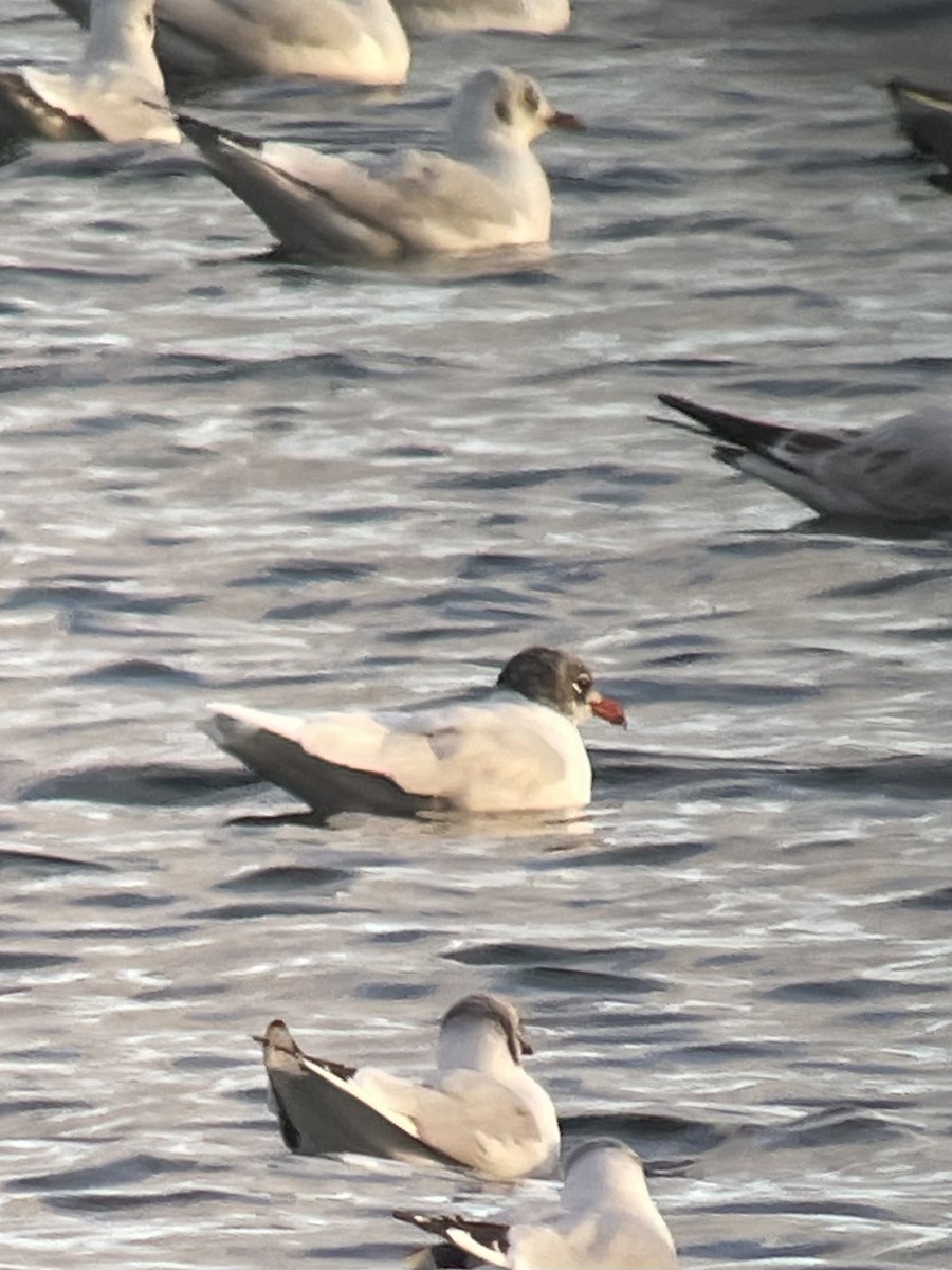 ニシズグロカモメ - ML646742236