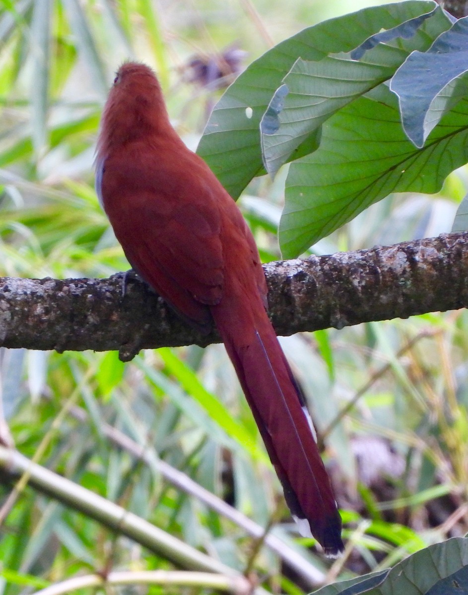 Common Squirrel-Cuckoo - ML646742237
