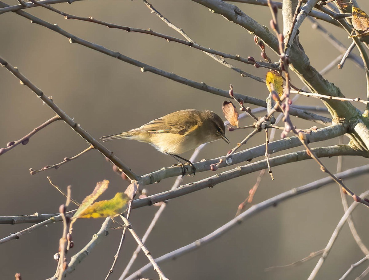 Common Chiffchaff - ML646742240