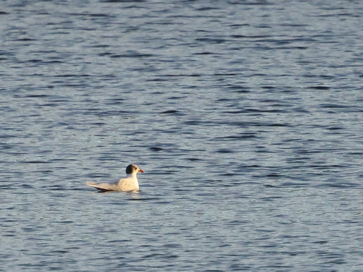 Mediterranean Gull - ML646742241