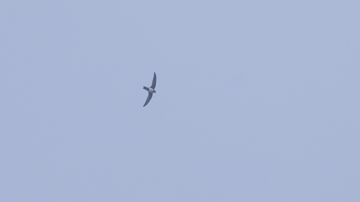 Ak Karınlı Ebabil - ML646742242