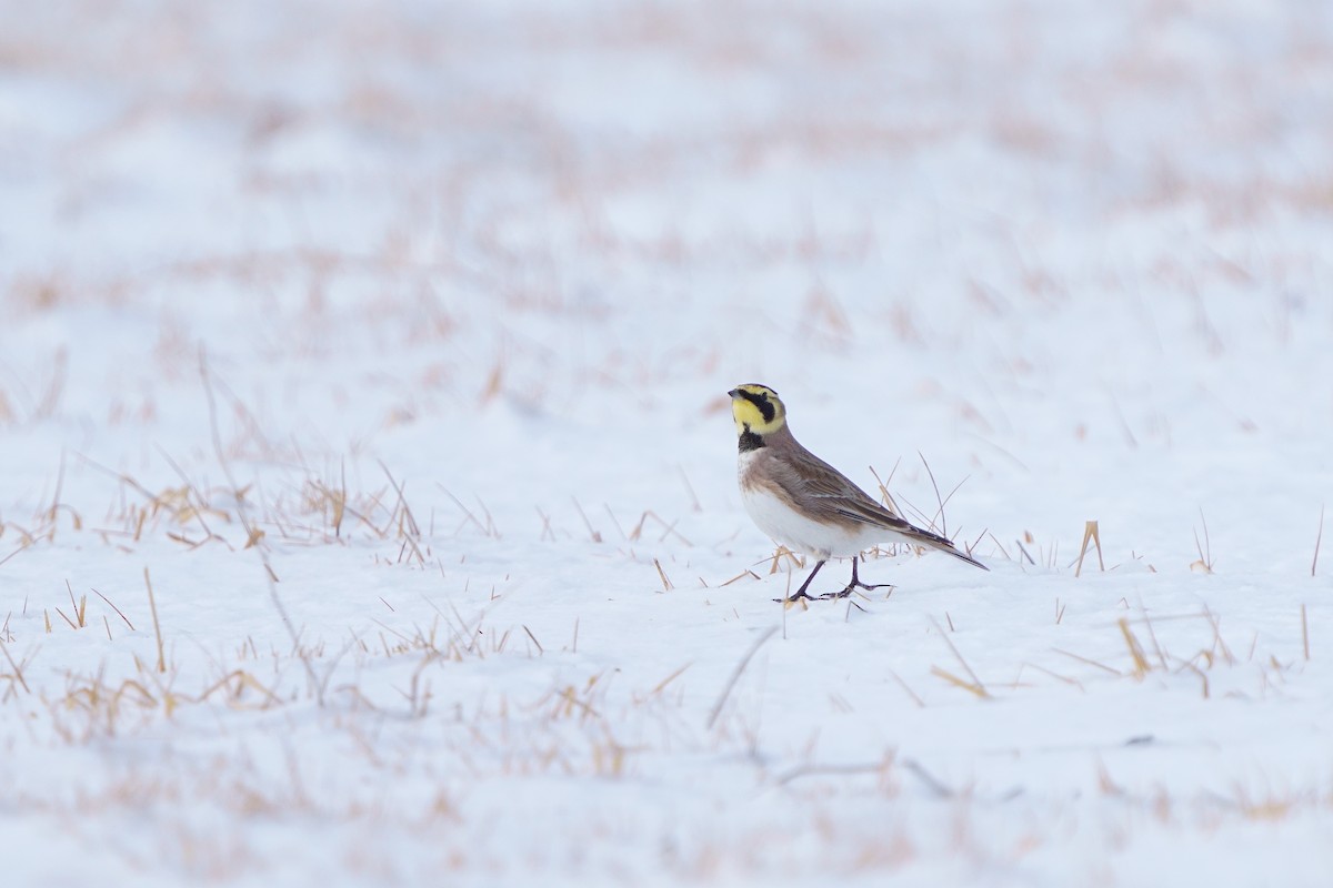 Horned Lark - ML646742244