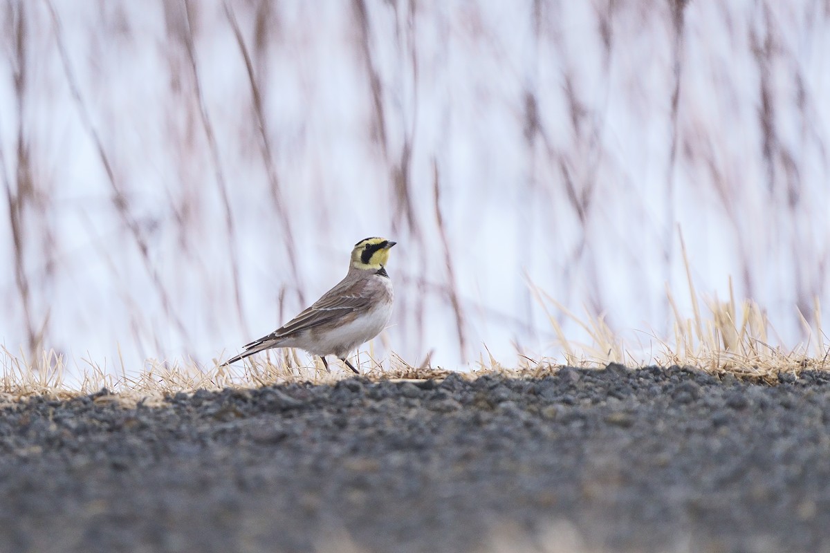 Horned Lark - ML646742245