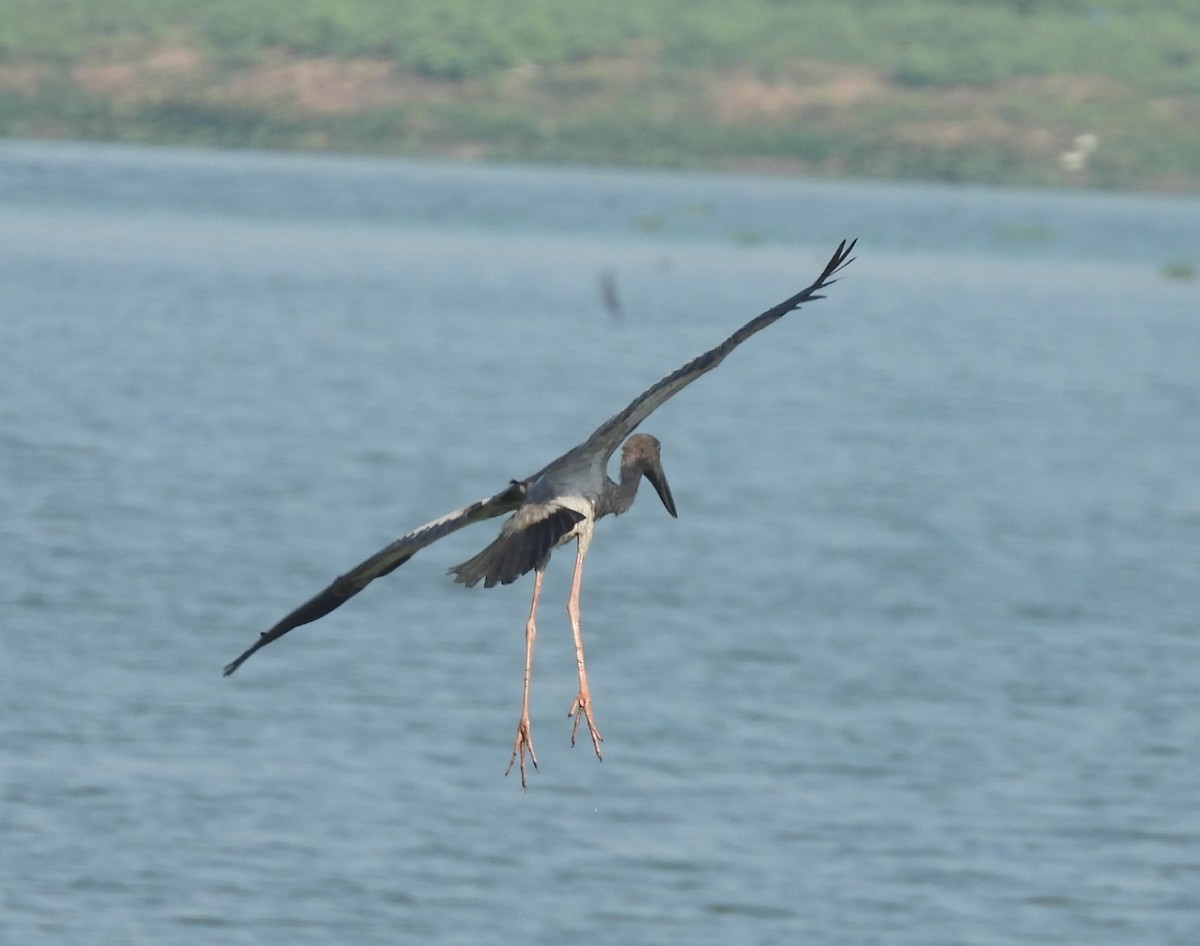 Asian Openbill - ML646742259