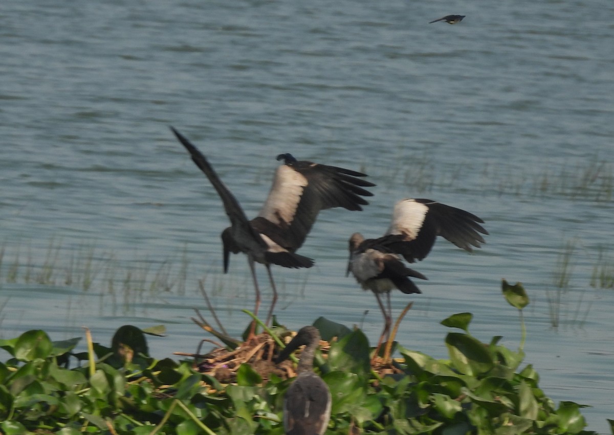Asian Openbill - ML646742260