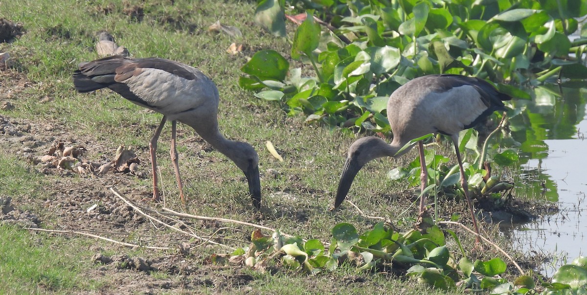 Asian Openbill - ML646742261