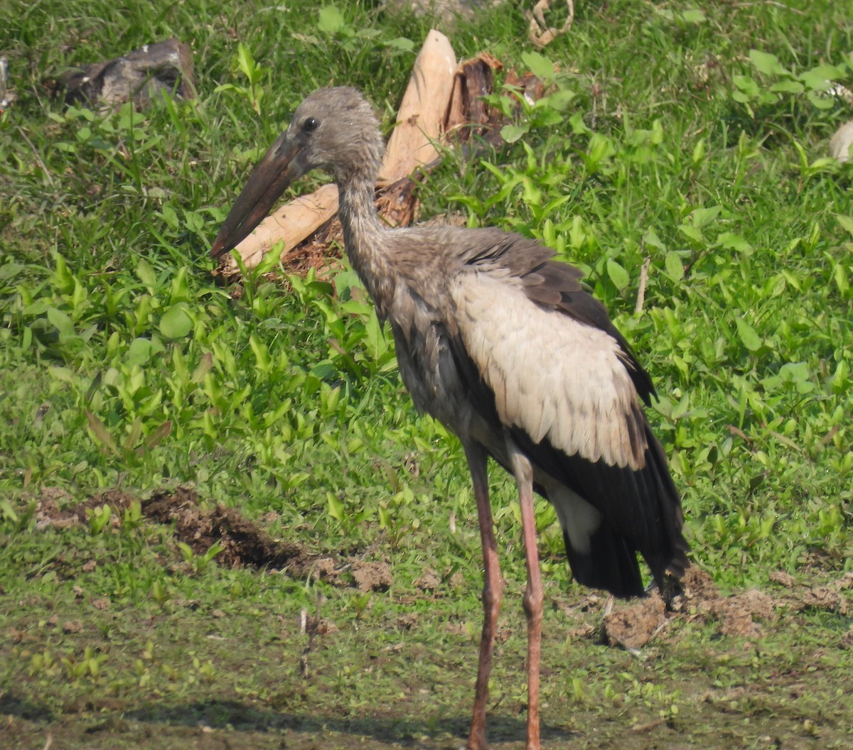 Asian Openbill - ML646742262