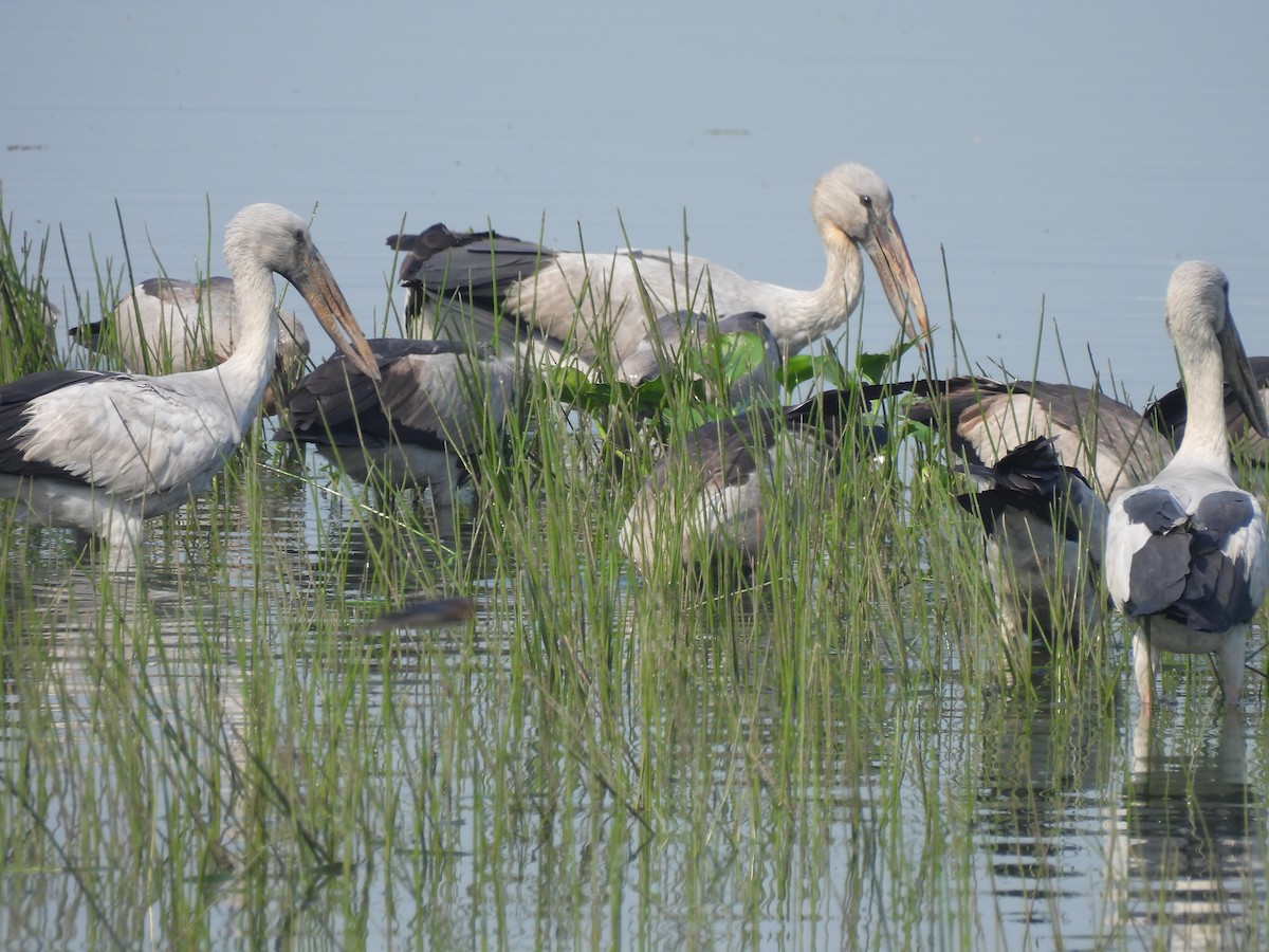 Asian Openbill - ML646742264