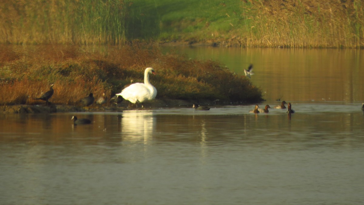 Common Redshank - ML646742268