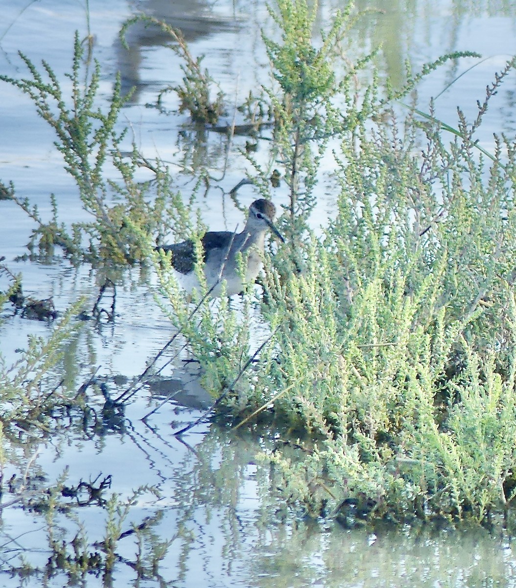 Wood Sandpiper - ML646742273