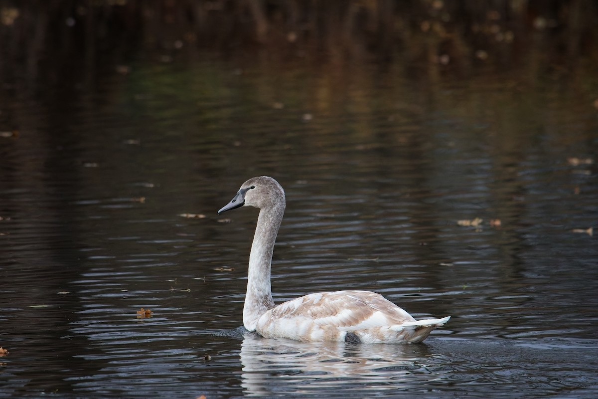 labuť velká - ML646742274