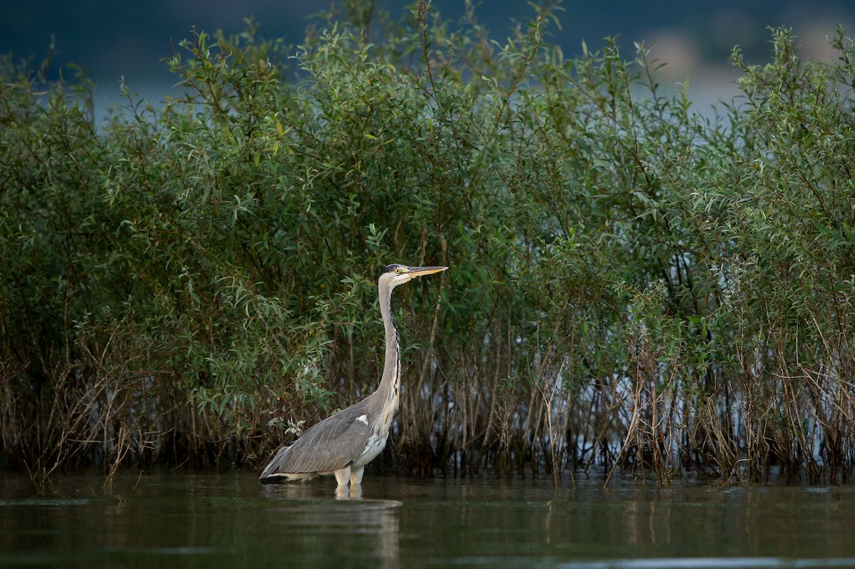 gråhegre - ML646742275