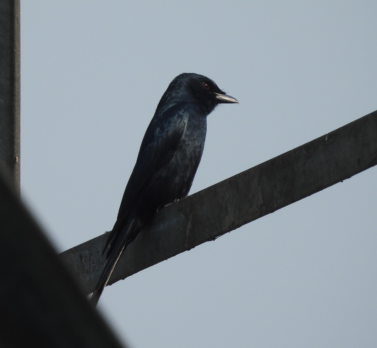 Black Drongo - ML646742277