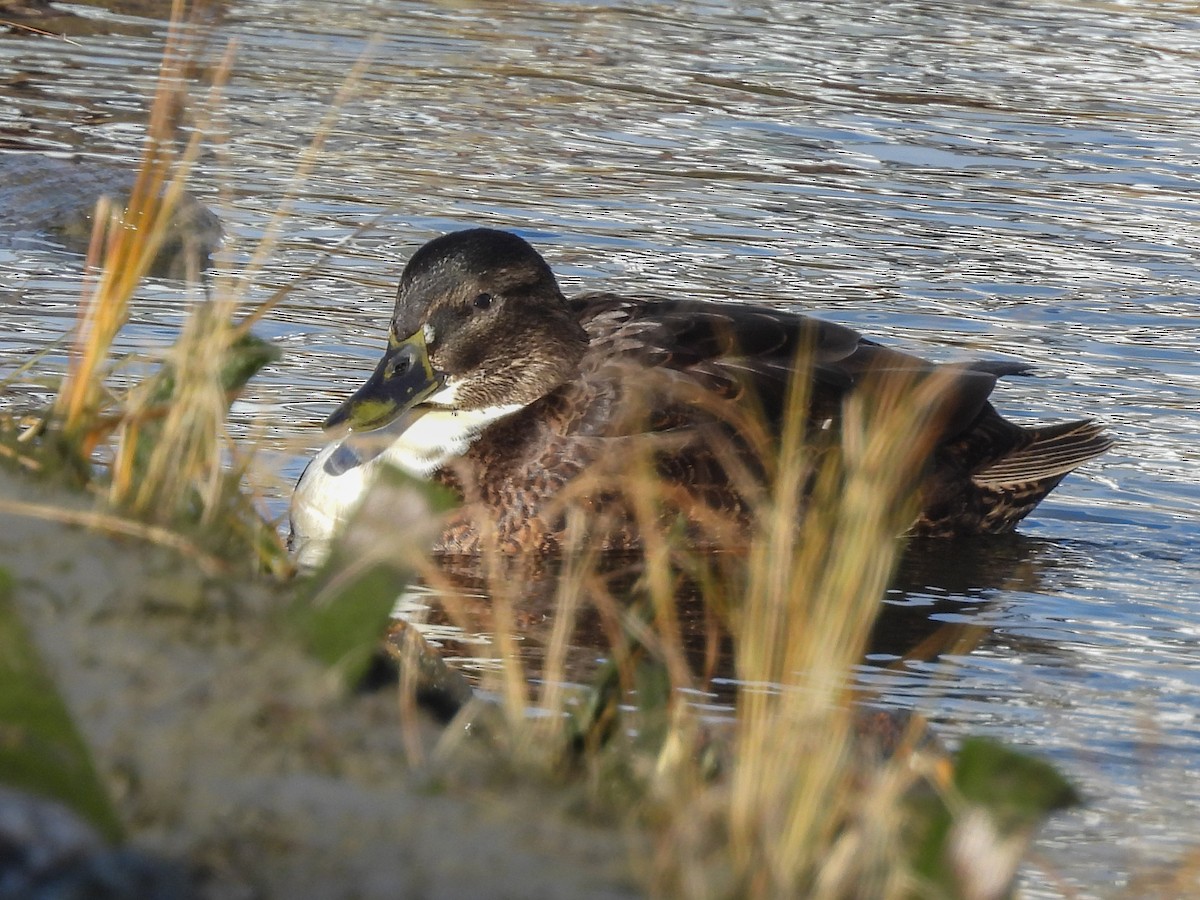Mallard (Domestic type) - ML646742280