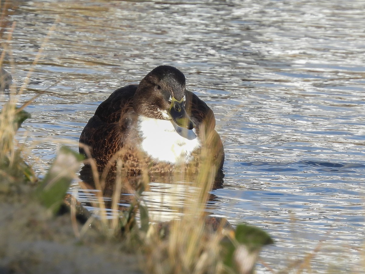 Mallard (Domestic type) - ML646742281
