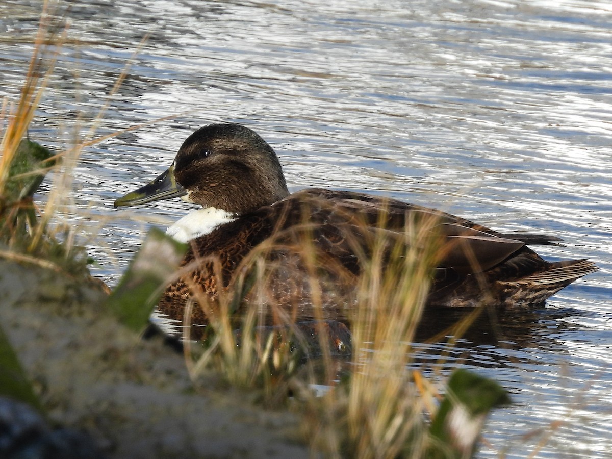 Mallard (Domestic type) - ML646742282