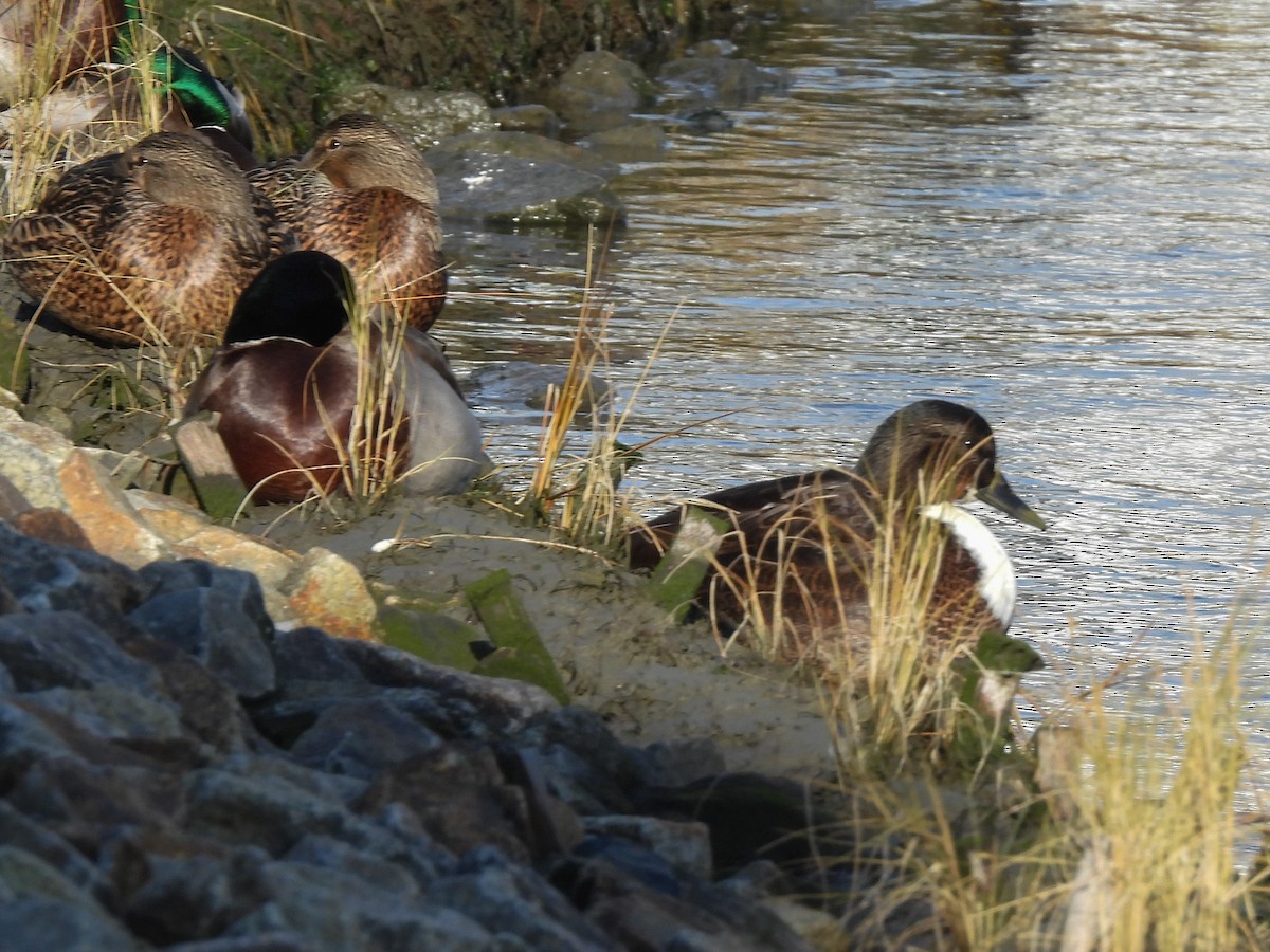 Mallard (Domestic type) - ML646742283