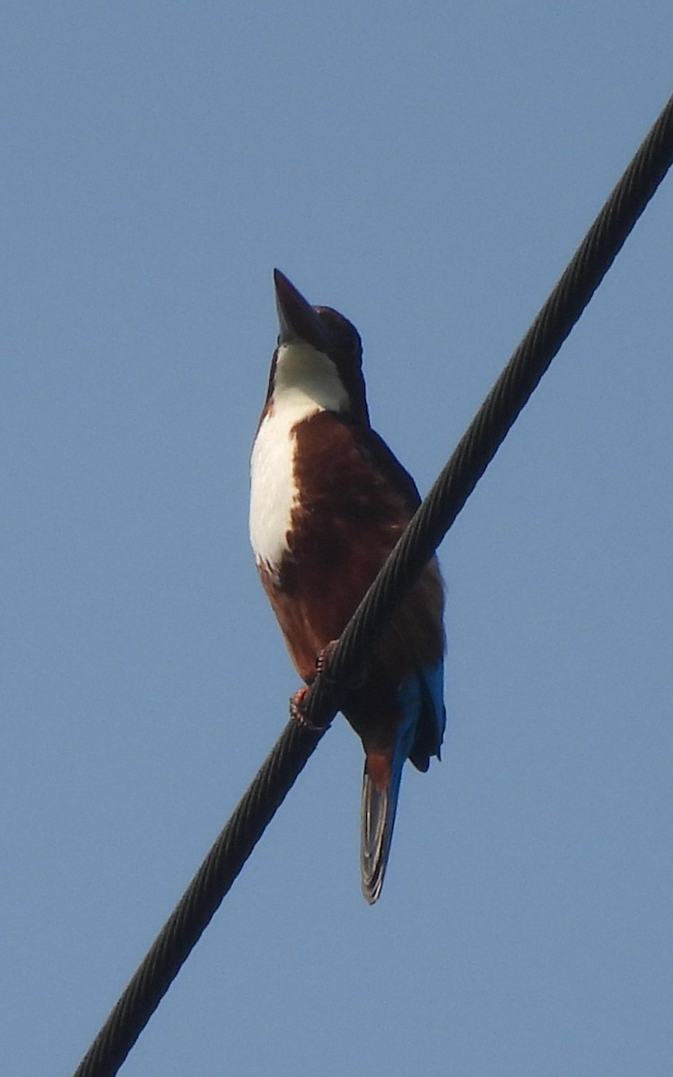 White-throated Kingfisher - ML646742285