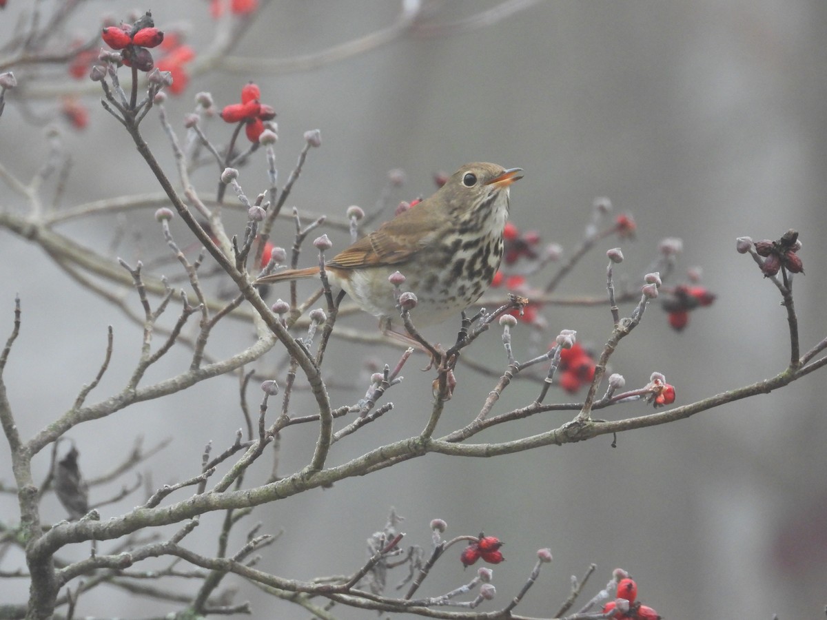 קיכלי חלוד-זנב - ML646742288