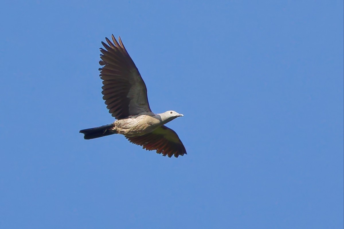 Никобарский плодовый голубь - ML646742290