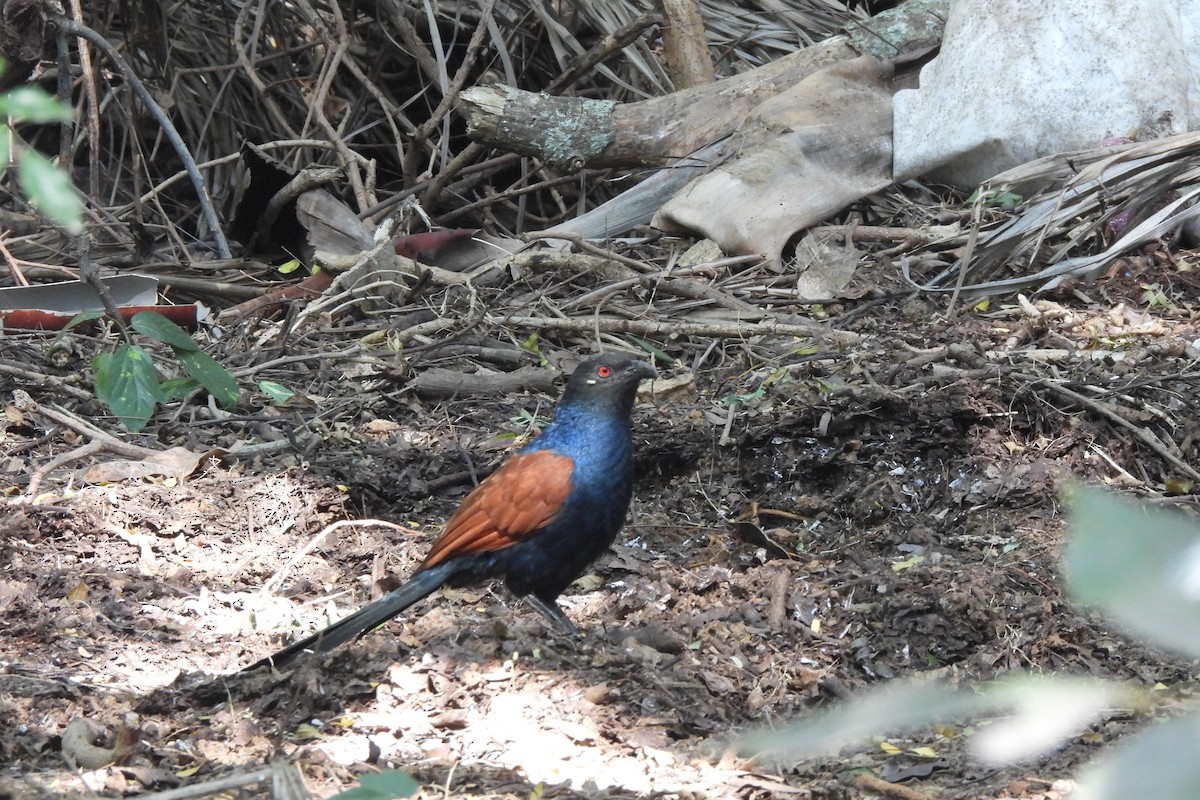 Greater Coucal - ML646742291