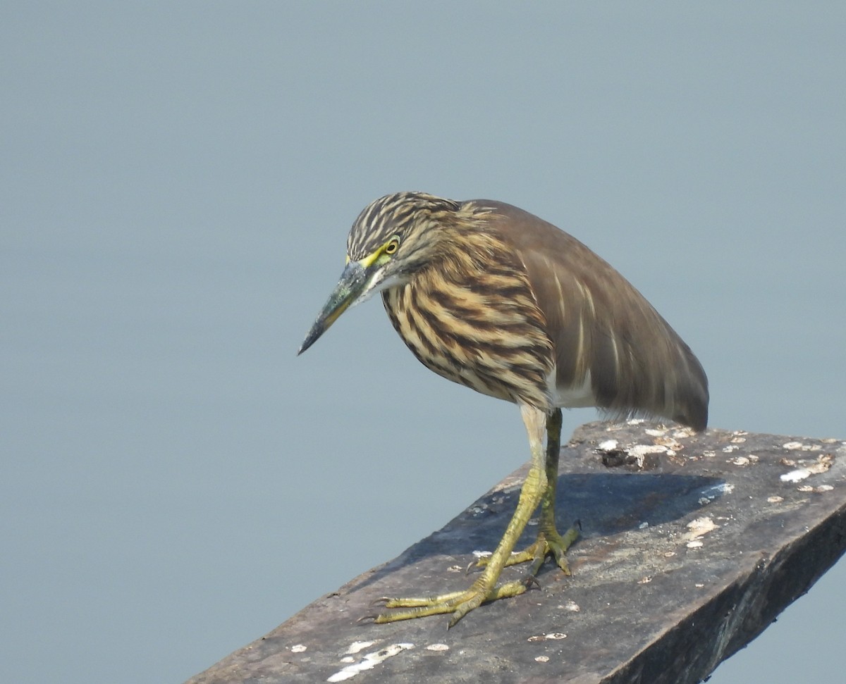 Indian Pond-Heron - ML646742293