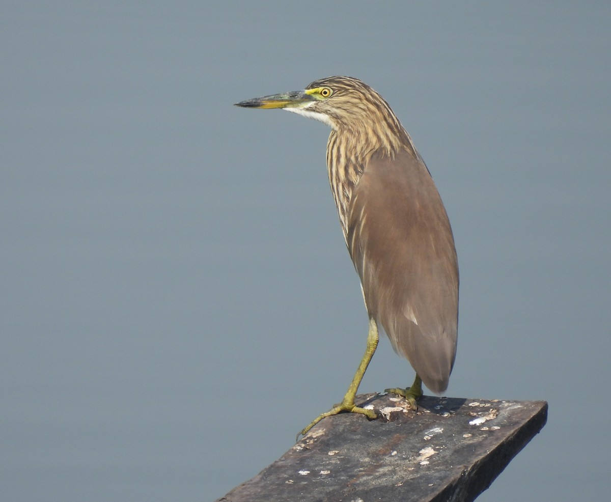 Indian Pond-Heron - ML646742294