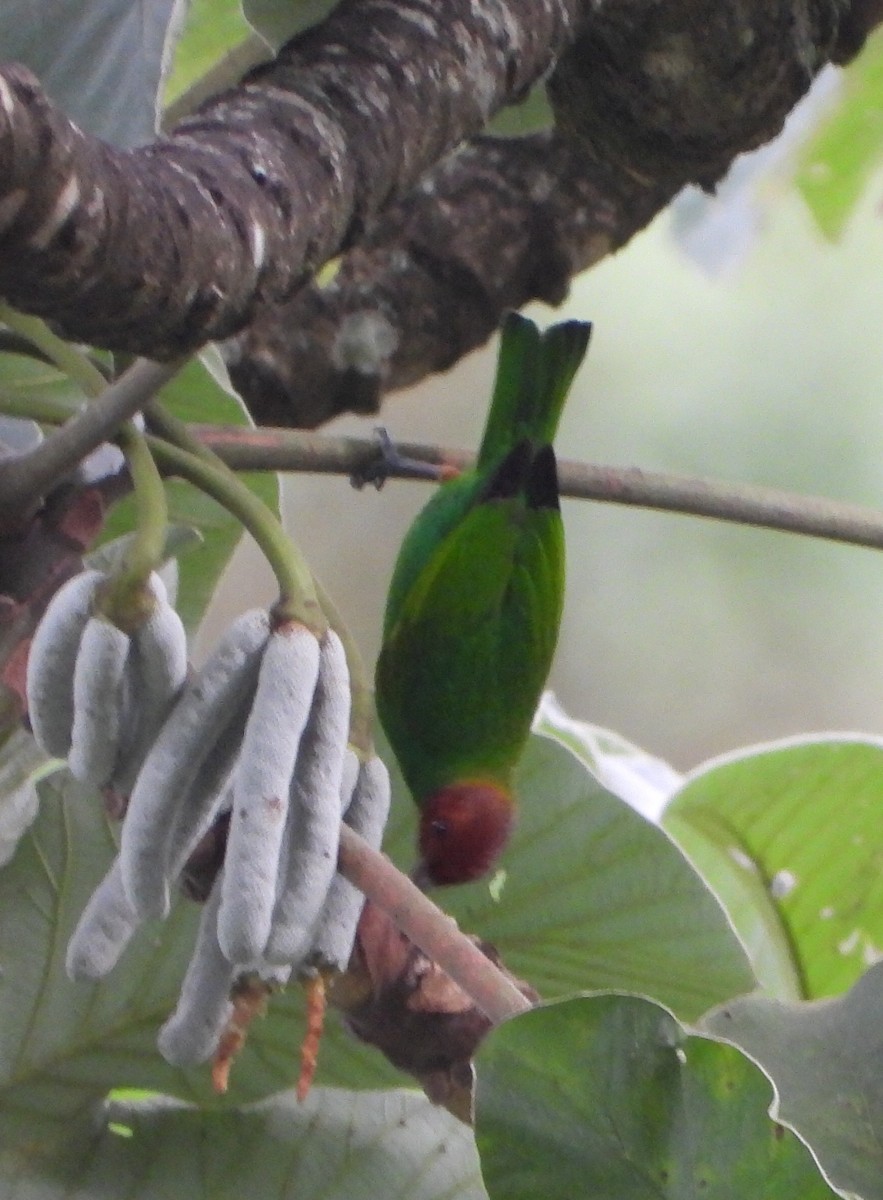 Bay-headed Tanager - ML646742296