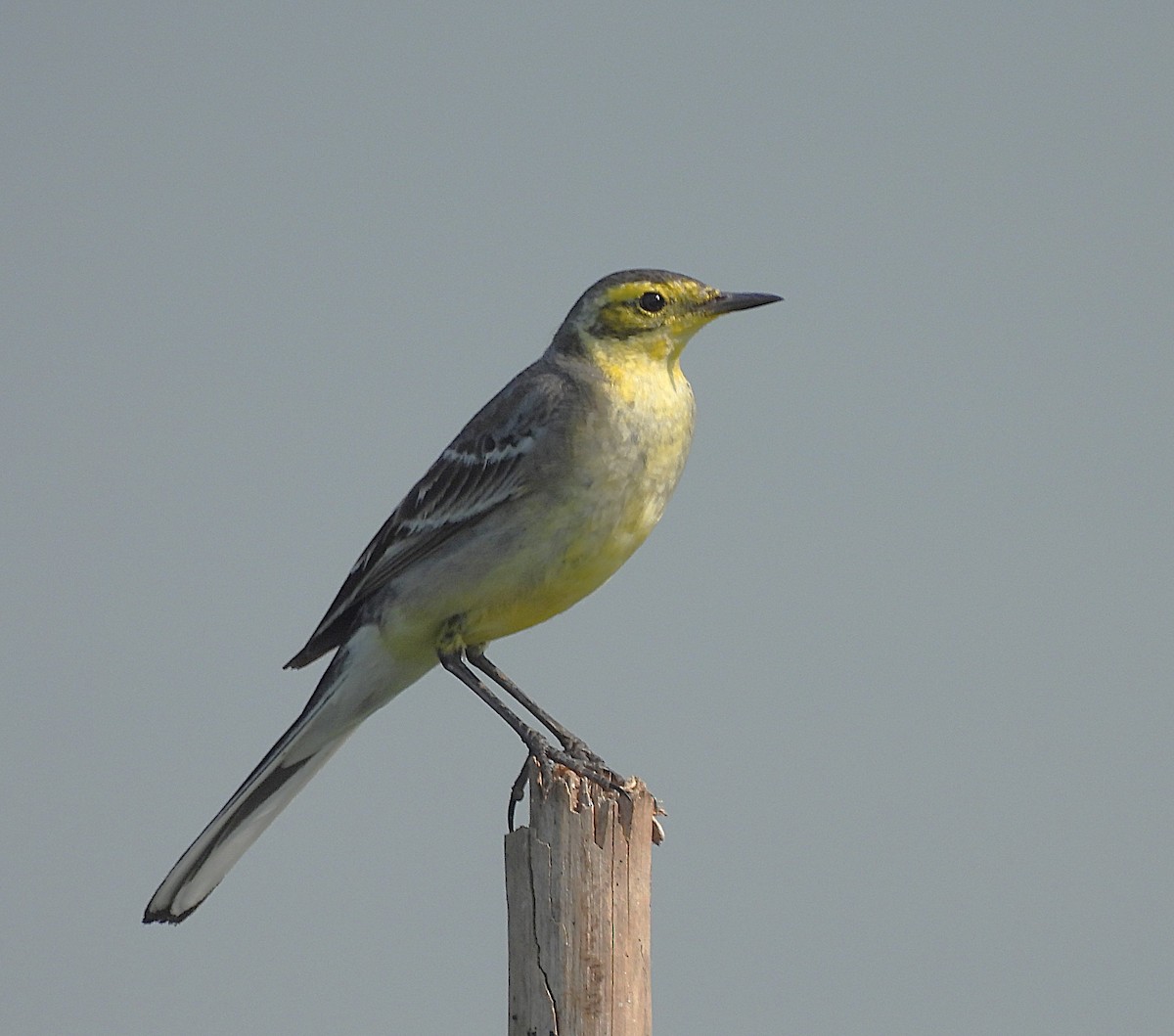 Citrine Wagtail - ML646742297