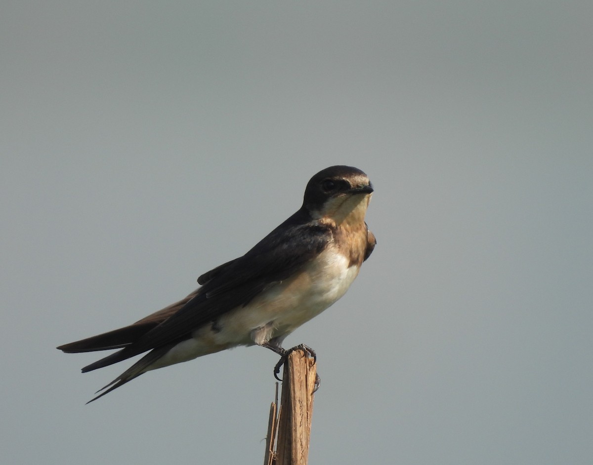 Barn Swallow - ML646742301