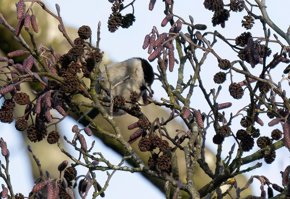 ハシブトガラ - ML646742302