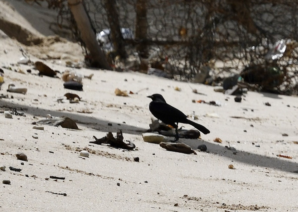 Carib Grackle - ML646742303