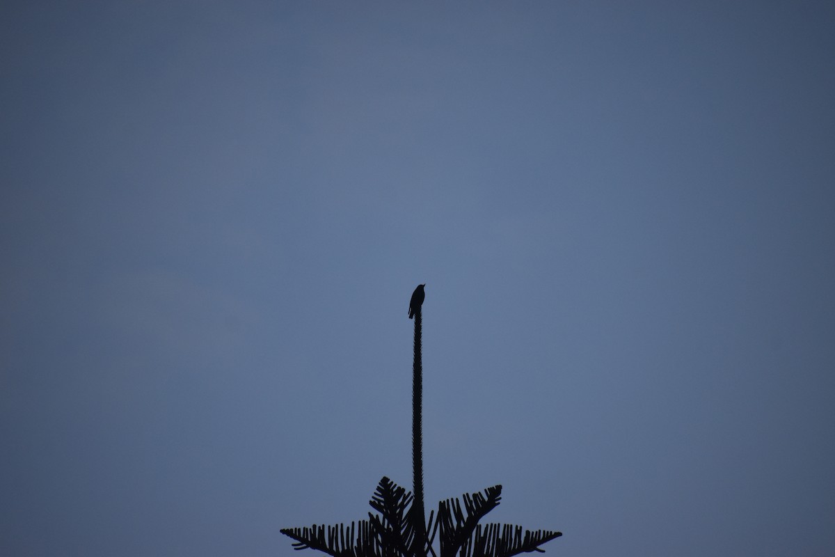 Spotless Starling - ML646742305